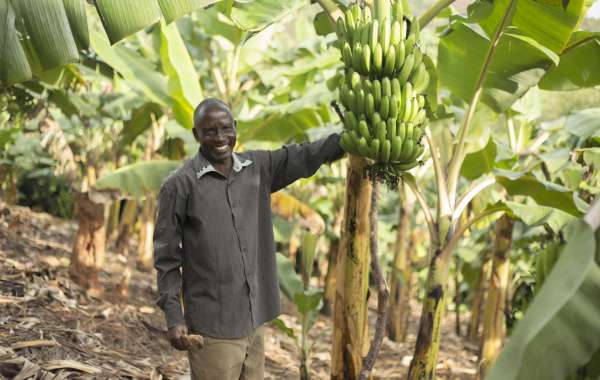 Système alimentaire durable - producteur de bananes - Burundi