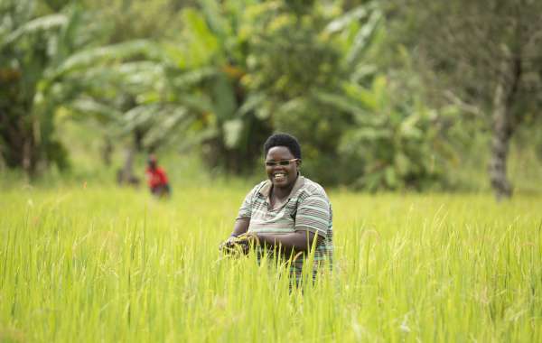Agricultrice bénéficiaire de semences améliorées dans le cadre du projet Provapa au Burundi