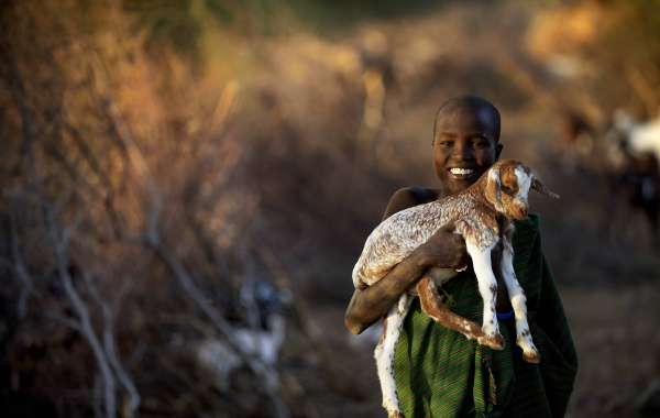 Vétérinaires Sans Frontières soutient des populations dépendantes de l'élevage dans 9 pays d'Afrique.