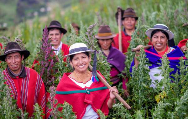 Quinoa producenten uit Ecuador