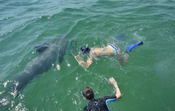 Dans l'eau avec un dauphin libre